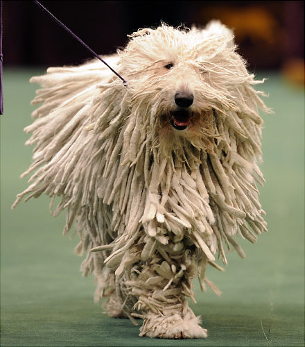 komondor.jpg